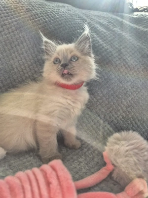 Kitten zu verkaufen   Perser Blue Point Mix Babys