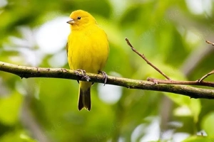 Bin auf der suche nach kanarien