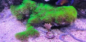 Meerwasser 2 Steinen  Affenhaar und  ca 30 Stück Koralle grün und alles in  Bildern anzeige