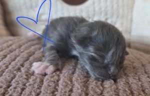 Reinrassige XL Maine coon Kitten 