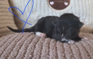 Reinrassige XL Maine coon Kitten 