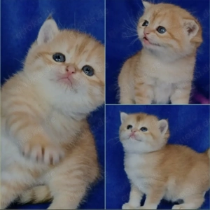 Bkh Kitten mit Stammbaum 