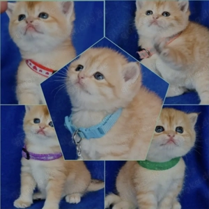 Bkh Kitten mit Stammbaum 