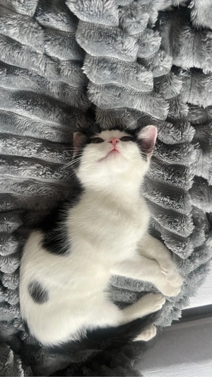 katzen suchen neues liebevolles zuhause 