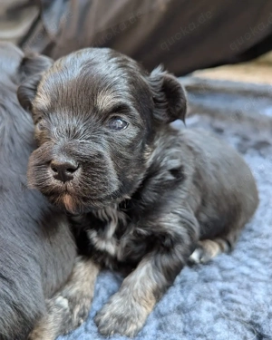 Bolonka Chihuahua Mix Junge