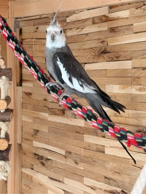 Nymphensittich Henne