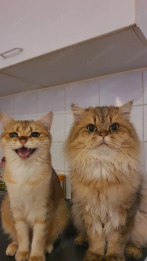 2 British Shorthair Katzen (Pärchen), 3 Jahre, mit Papieren   nur zusammen abzugeben Bild 4