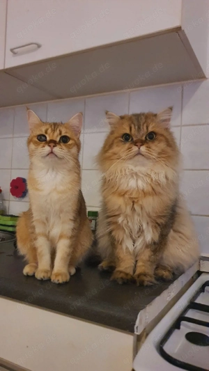 2 British Shorthair Katzen (Pärchen), 3 Jahre, mit Papieren   nur zusammen abzugeben Bild 3