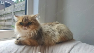 2 British Shorthair Katzen (Pärchen), 3 Jahre, mit Papieren   nur zusammen abzugeben Bild 2