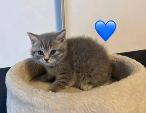Britischen kurzhaar Baby Katzen