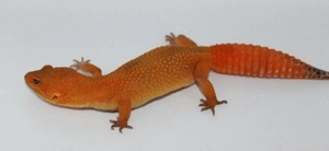 Inferno blood 0.1 aus 24' 