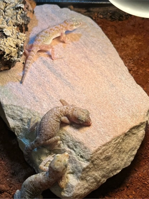 Dünnfingergeckos