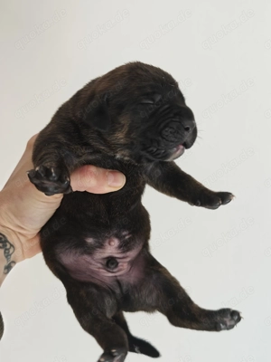 Boxer mix boxador Labrador 