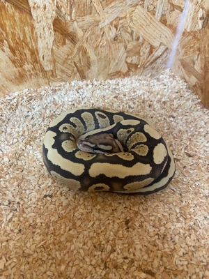 div. Königspython 0.1 und 1.0