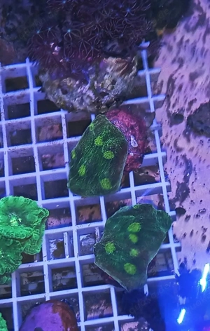 Chalice space invader