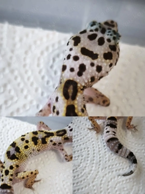 Eublepharis montanus wildtyp ghost het eclips ph.TA