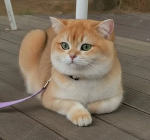 BKH Deckkater Golden Shell mit grünen Augen