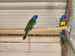 2,2 wildfarbige Glanzsittiche 