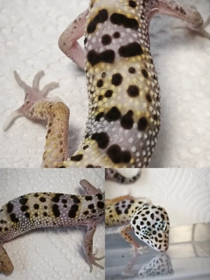 Eublepharis montanus wildtyp ghost het eclips ph.TA