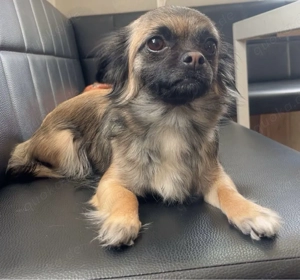 chihuahua Mops hündin sucht zuhause 