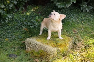 Wunderschöne, fluffy französische Bulldoggen welpen