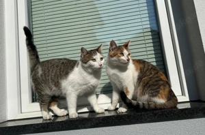 Hauskatzen weiblich, zusammen zu verkaufen