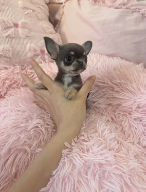 Mini Teacup Chihuahua Hündin 