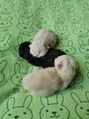 Erfahrener BKH Colorpoint Deckkater Bild 4