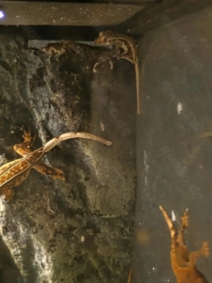 Kronengeckos NZ 25 Correlophus ciliatus 