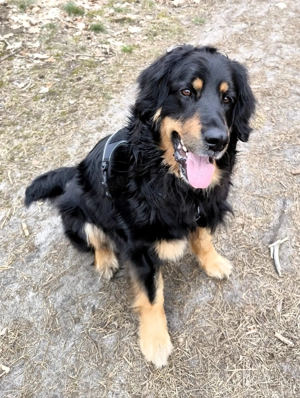 Hovawarthündin in liebevolle Hände abzugeben