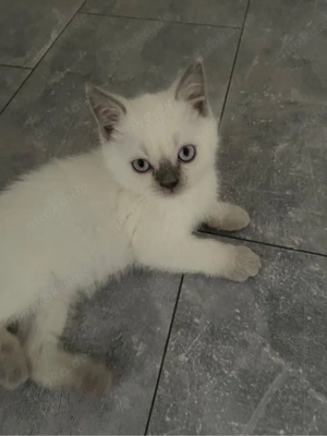 BKH Kitten Reinrassig 