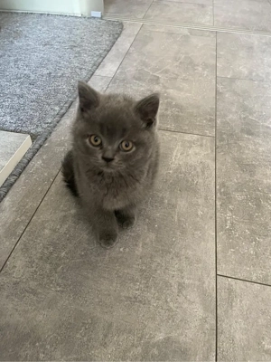 BKH Kitten Reinrassig 