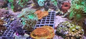 Ableger Meerwasser ab 10 Euro Bild 2