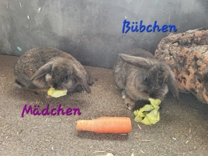 Süße Zwergwidder Zwergkaninchen 