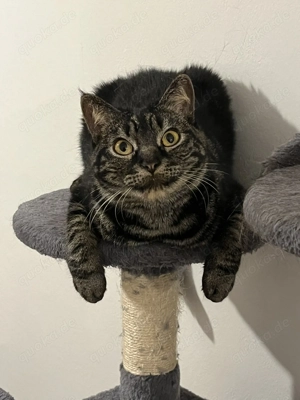 Kiwi sucht neues Zuhause