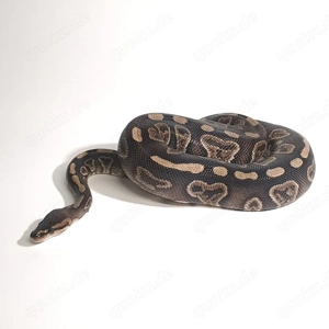 Königspython Wookie zuchtbereit