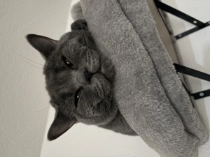 Britisch Kurzhaar Kater 8 Monate 