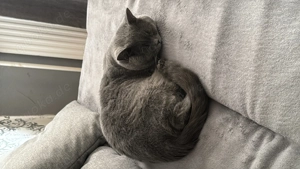 Britisch Kurzhaar Kater 