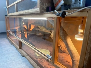 Großes Terrariim mit kleineren oben drauf mit einer bartagame 