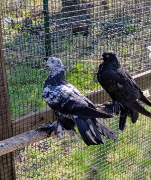 Deutsche Gabelschwanz Trommeltauben 