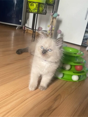 Reinrassige Ragdoll Kitten mit Stammbaum Abgabe ab April