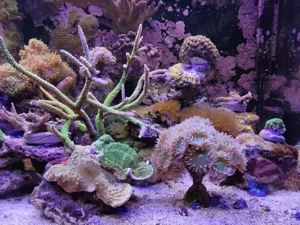 Meerwasserauflösung, Korallen