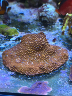 Montipora danae rot Meerwasser Koralle