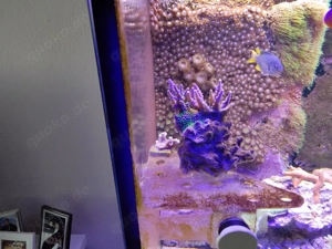 Meerwasserauflösung, Korallen Bild 5