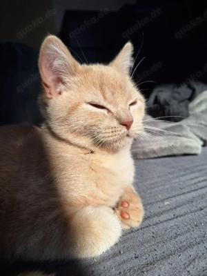 Drei kleine Herzen suchen ihr Für-immer-Zuhause   