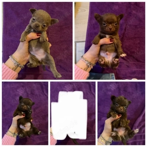 Chihuahua Welpen