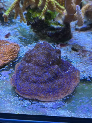 Montiora Mystic Sunset Meerwasser Korallr