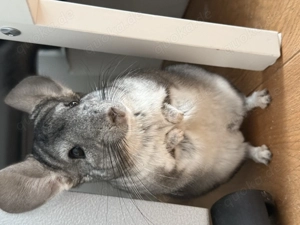 2 Chinchilla Brüder mit Käfig abzugeben