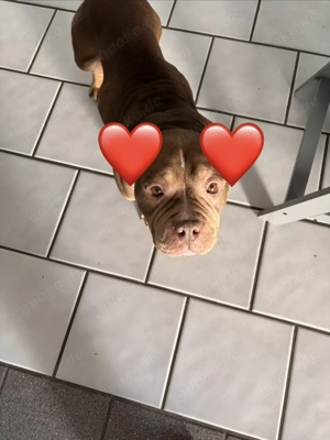 American Bully Pocket 