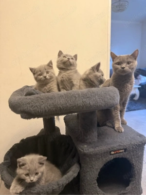 BKH Kitten Babykatzen Katze Kater 